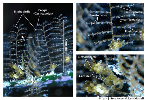  Gatesia! Den fascinerande hydrozoan som är en levande galax av polyser!