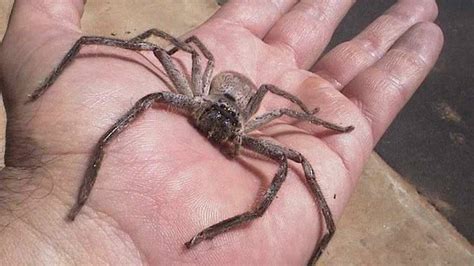  Huntsman Spider:  En Ödmjuk Jägare Med Åtta Smarta Ben Och En Förmåga Att Gör Snabba Flykt!