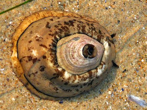  Keyhole Limpet! A Striking Shell Dweller that Navigates the Intertidal Zone with Grace and Grit