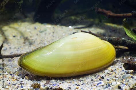  Musseln! En fascinerande bottenlevande lekamen med fantastiskt filtreringsförmåga