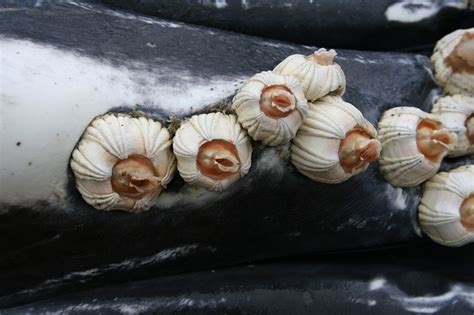  Natant Barnacle: A Curious Case of Stuck-in-Place Marine Life! 