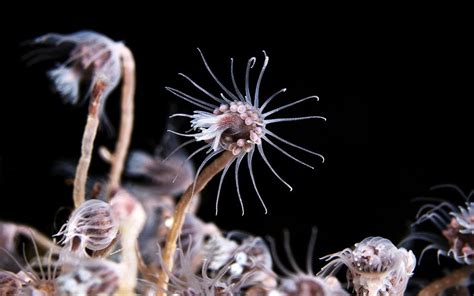 Tubularia! En fascinerande Hydrozoo som kombinerar eleganta kolonier med förbluffande jägartekniker