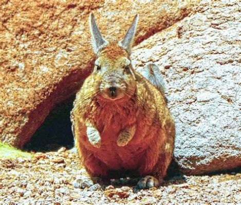  Viscacha! Ett mystiskt däggdjur med ett liv som är både charmigt och anpassningsbart i de höga bergen