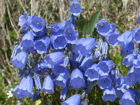  Campanula! Den Kloka Klocka med En Fängslande Livsstil i Havets Djup