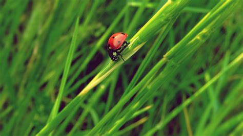  Coccinella! Den små men mäktiga hjälten som skyddar våra grödor från skadeinsekter