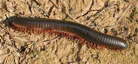  Isolepis Millipede:  Learn about This Remarkable Creature with its Thousand Tiny Legs That Dig Through the Earth!