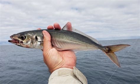  Jack Mackerel! En Snabb och Snygg Silvertjänare i Havets Djup