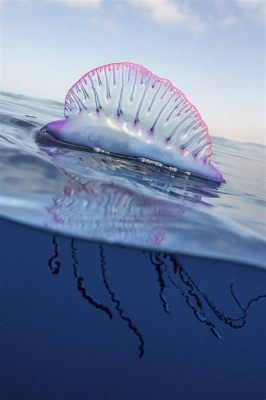  Physalia physalis: En hypnotiserande dans av dödens vingar och den mest eleganta lekfulla draken! 