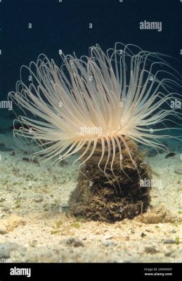   Witwatersrand Clawed Anemone: With Its Intricate Tentacles and Powerful Stinging Cells, It's a Masterful Hunter of Tiny Marine Prey!